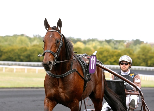 Propulsion gör på söndag sin fjärde start i Prix d'Amerique. Foto av Maria Holmén/TR Bild